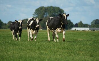 A herd of cows grazing in a lush green pasture, representing the source of dairy and the benefits of milk in a balanced diet.