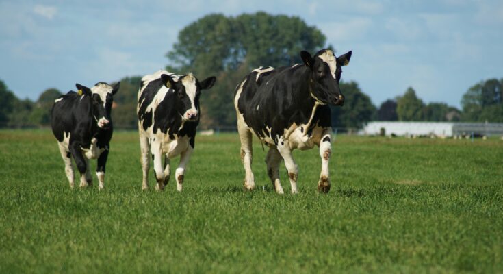 A herd of cows grazing in a lush green pasture, representing the source of dairy and the benefits of milk in a balanced diet.